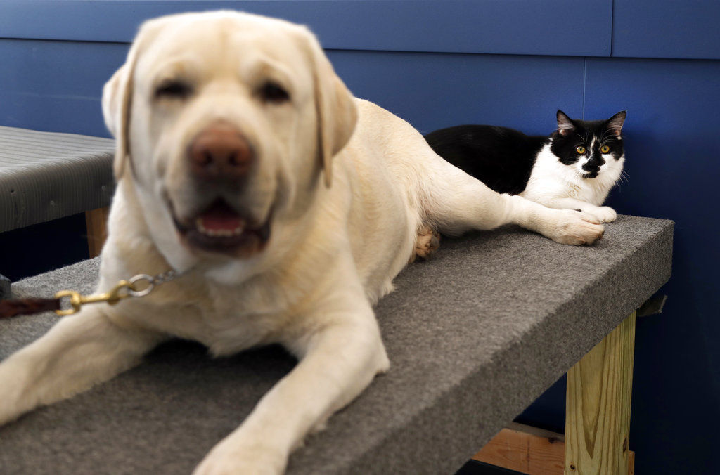 Pets and divorce